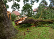 Hujan Deras, Satu Warga Dharmasraya Tewas Ditimpa Pohon Tumbang