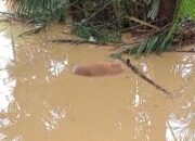 Banjir di Pesisir Selatan, Lima Ekor Sapi Warga Terseret Banjir