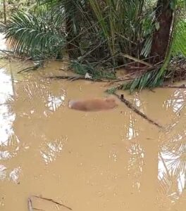 Banjir di Pesisir Selatan, Lima Ekor Sapi Warga Terseret Banjir