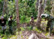 Satgas TMMD Kodim 0311 Pesisir Selatan Bantu Warga Panen Karet