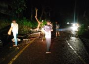 Pohon Tumbang Akibat Hujan dan Angin Kencang di Bukit Pulai, Akses Jalan Kembali Normal