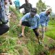 bupati solok membasmi tikus