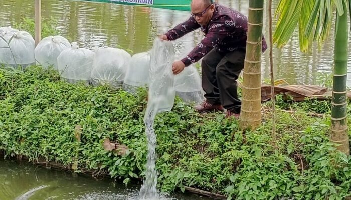 BUMNag Durti Saiyo Tebar 25 Ribu Bibit Ikan Nila