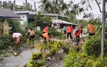 Cuaca Ekstrem, BPBD Pesisir Selatan Evakuasi Pohon Tumbang di Kincir Salido