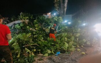 Diterjang Hujan dan Angin Kencang, Pohon Sukun Raksasa Tumbang Timpa Kabel Telkom dan Lumpuhkan Jalan Raya Pagang