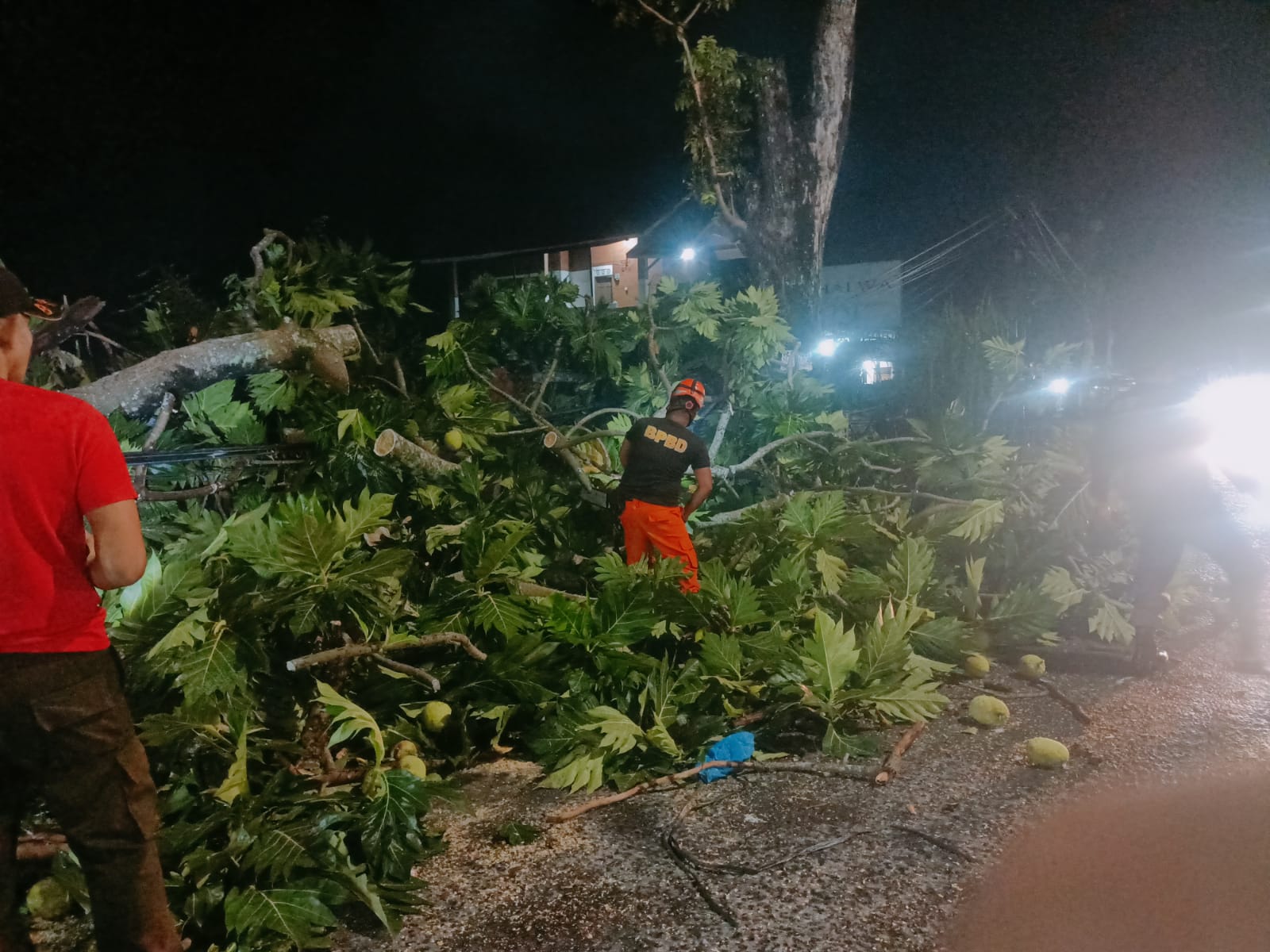Diterjang Hujan dan Angin Kencang, Pohon Sukun Raksasa Tumbang Timpa Kabel Telkom dan Lumpuhkan Jalan Raya Pagang