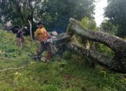 Hujan Deras Disertai Angin Kencang, Pohon di Padang Utara Tumbang Kabel Listrik Putus