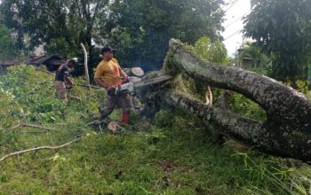 Hujan Deras Disertai Angin Kencang, Pohon di Padang Utara Tumbang: Kabel Listrik Putus