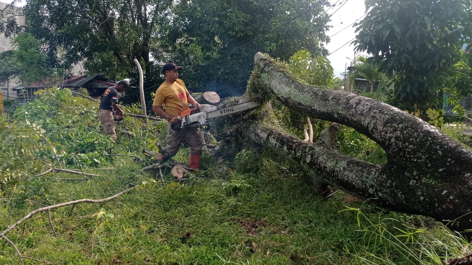 Hujan Deras Disertai Angin Kencang, Pohon di Padang Utara Tumbang Kabel Listrik Putus