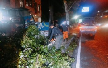 Hujan Deras dan Angin Kencang Lumpuhkan Akses Jalan di Padang, Pohon Moni Tumbang Tutupi Jalur Utama Adinegoro