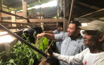 Kambing Etawa Harapan Baru Warga Kampung Padayo