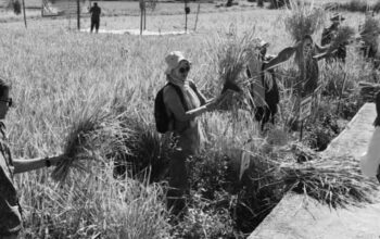 Taluak IV Suku Panen Raya Sawah Pokok Murah