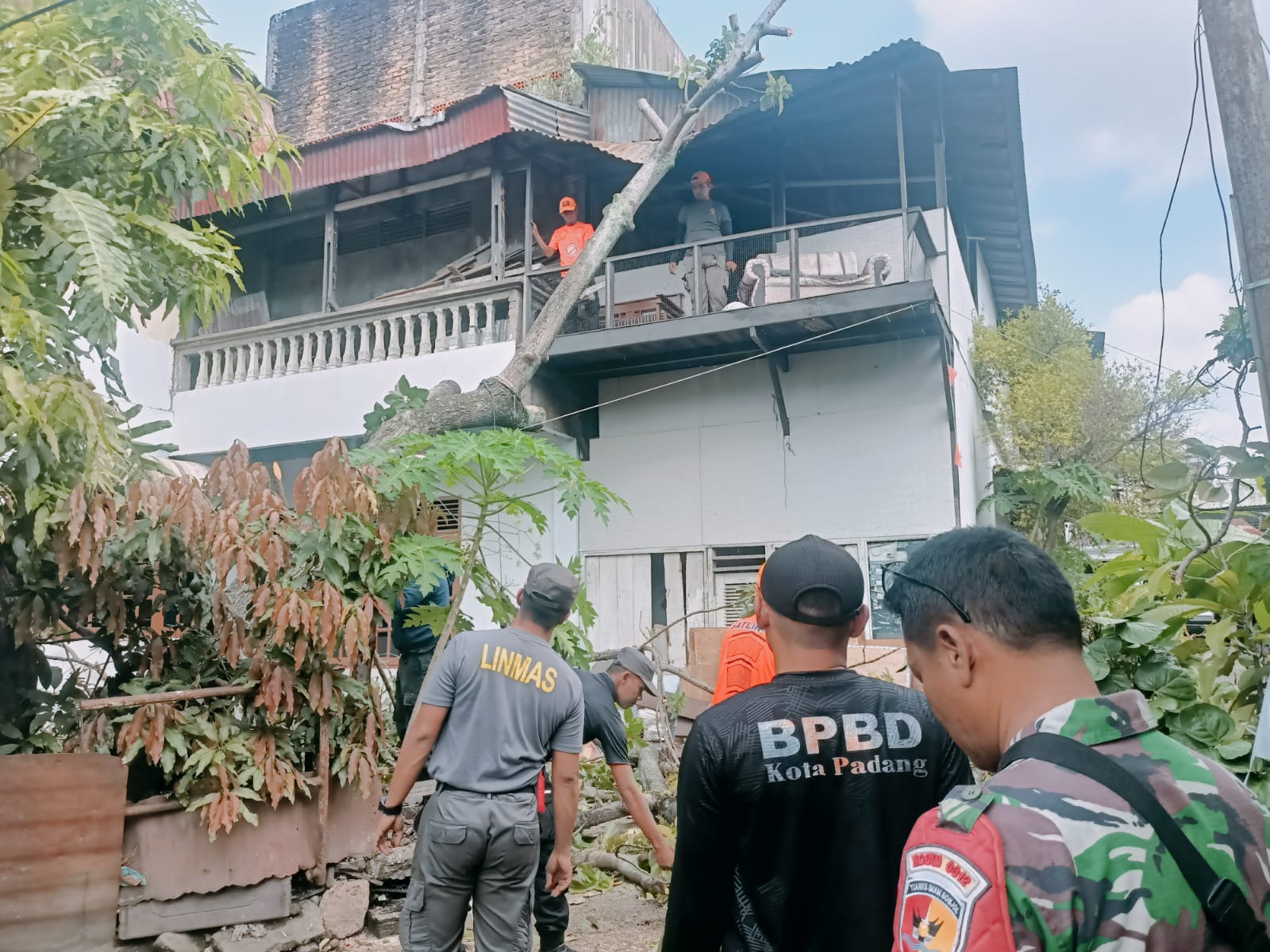 Diterjang Angin Kencang, Pohon Alpukat Raksasa Timpa Rumah di Padang Selatan, BPBD Gerak Cepat