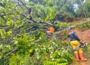 Diterjang Hujan & Angin Kencang, Dua Pohon Timpa Jalan WargaTim BPBD Kerahkan Personel Sejak Pagi