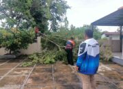 Diterjang Hujan Badai, Pohon Timpa Kabel Listrik di Padang