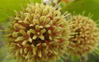 Pabrik Hilirisasi Gambir Tawarkan Harapan Baru untuk Sumbar