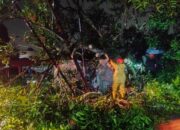Hujan Deras Disertai Angin Kencang, Pohon Mangga Roboh di Padang, Akses Jalan Terputus