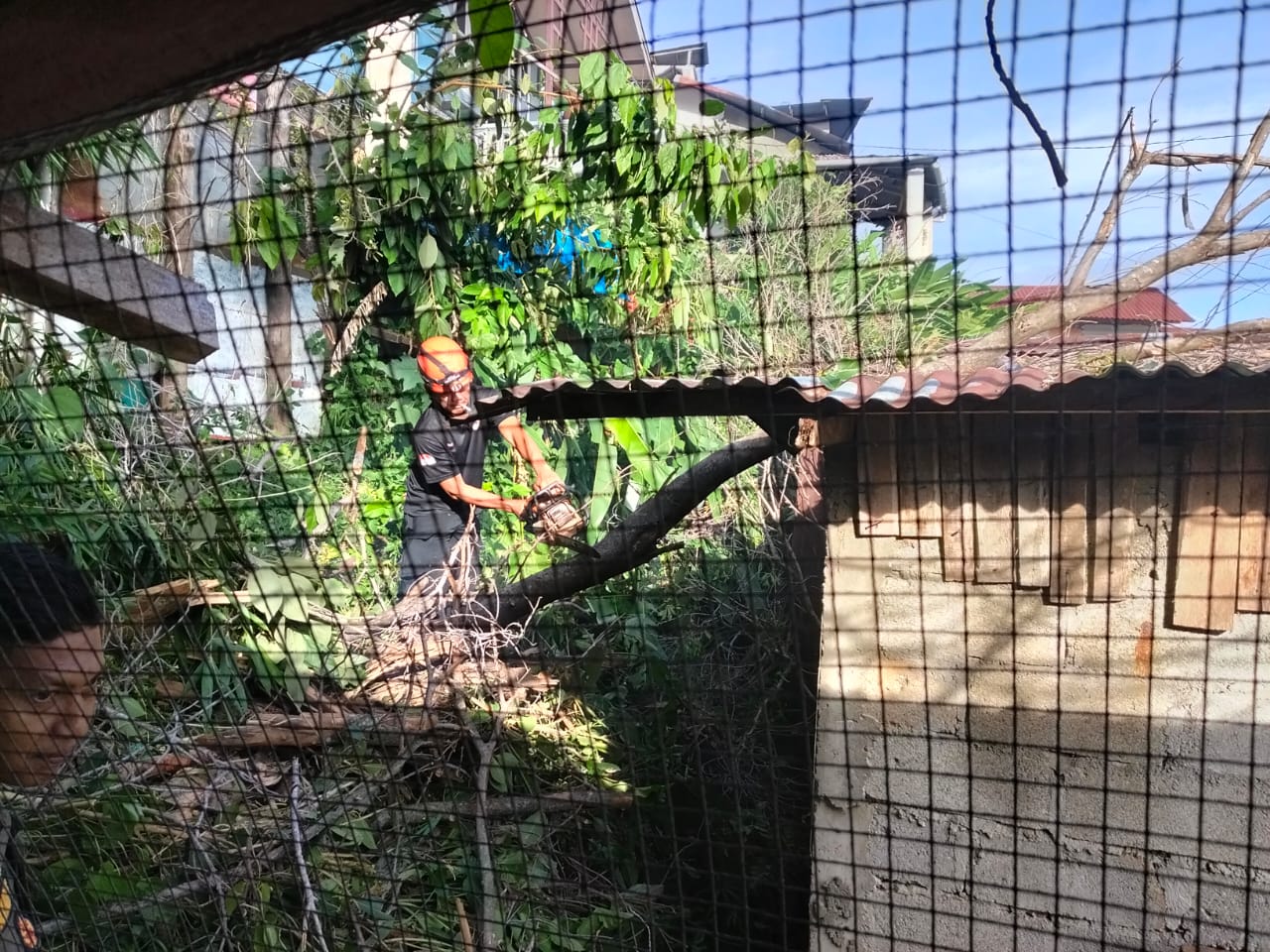 Hujan Dini Hari Robohkan Beringin Raksasa, Timpa Tiga Rumah di Padang Selatan