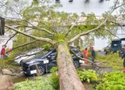 “Hujan Disertai Angin Kencang, Pohon Tumbang Timpa Dua Mobil di Hotel Mercure Padang”