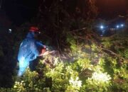 Hujan dan Angin Kencang Mengamuk, Pohon Roboh dan Tutup Akses Jalan di Padang
