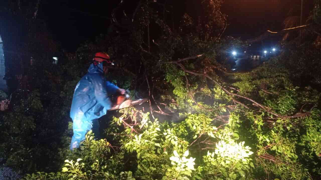 Hujan dan Angin Kencang Mengamuk, Pohon Roboh dan Tutup Akses Jalan di Padang