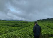 Kabut tipis yang merayap di permukaan danau, udara dingin yang langsung menusuk pori-pori, hingga hamparan hijau perkebunan teh yang seolah tak bertepi