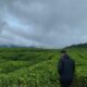 Kabut tipis yang merayap di permukaan danau, udara dingin yang langsung menusuk pori-pori, hingga hamparan hijau perkebunan teh yang seolah tak bertepi