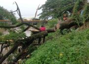 Pohon Trambesi Roboh dan Blokir Aliran Banjir Kanal Siteba