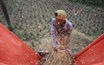 Produksi Beras Sumbar Meningkat 7.712 Ton