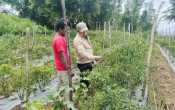 BI Pastikan Stok Bahan Pokok Aman Hingga Akhir Tahun