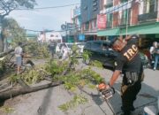 Truk Hantam Pohon Trembesi Raksasa, Akses Jalan Padang Tersendat