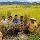 Wakil Rektor I UIN Bukittinggi, Panen Padi Organik.