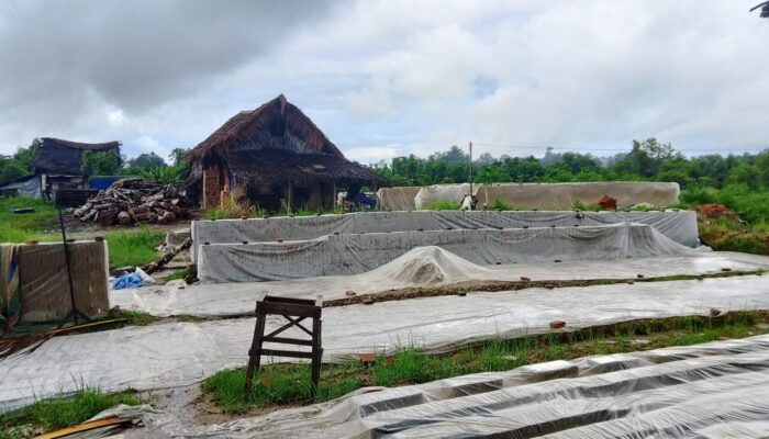 Produksi Batu Bata di Padang Pariaman Lumpuh