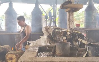 Harga Minyak Nilam di Pasaman Barat Naik