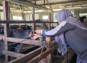 Masa Tanggap Darurat, Dinas Pertanian Sudah Obati 58 Sapi