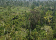 Merambah Hutan Samakah Hukumnya Merambah Rakyat?