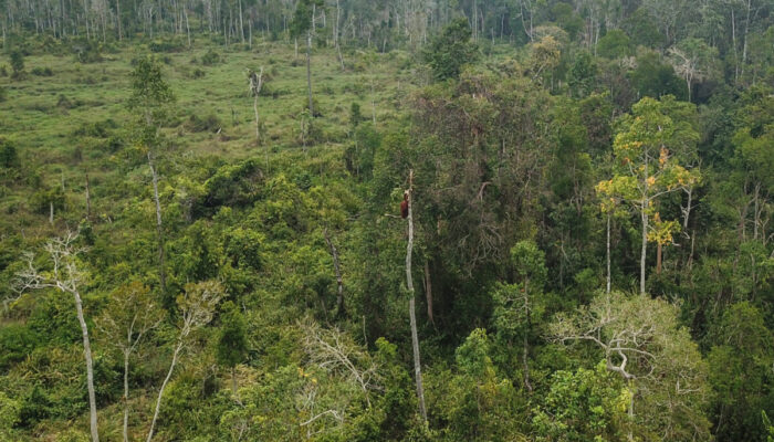 Perhutanan Sosial di Sumbar Masih Hadapi Persoalan