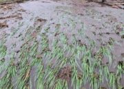 2.798 Hektare Sawah Rusak Diterjang Galodo