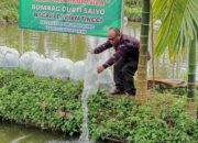 BUMNag Durti Saiyo Tebar 25.000 Ikan Nila untuk Perkuat Ketahanan Pangan Nagari Durian Tinggi