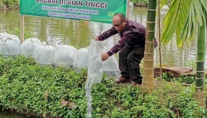 BUMNag Durti Saiyo Tebar 25.000 Ikan Nila untuk Perkuat Ketahanan Pangan Nagari Durian Tinggi