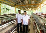 Kepala DPM Pasaman Tinjau Unit Usaha Ayam Petelur BUMNag Bina Karya