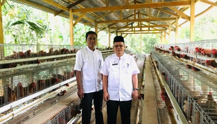 Kepala DPM Pasaman Tinjau Unit Usaha Ayam Petelur BUMNag Bina Karya