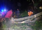 Pohon Raksasa Tumbang di Jalur Padang–Painan, Empat Orang Dilarikan ke Rumah Sakit