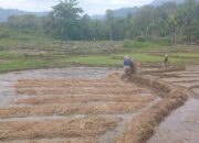 26.503 Warga Bungus Terancam Jadi Korban Bencana