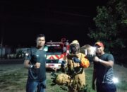 Resahkan Warga, Sarang Tawon di Tapan Dievakuasi Damkar Pesisir Selatan