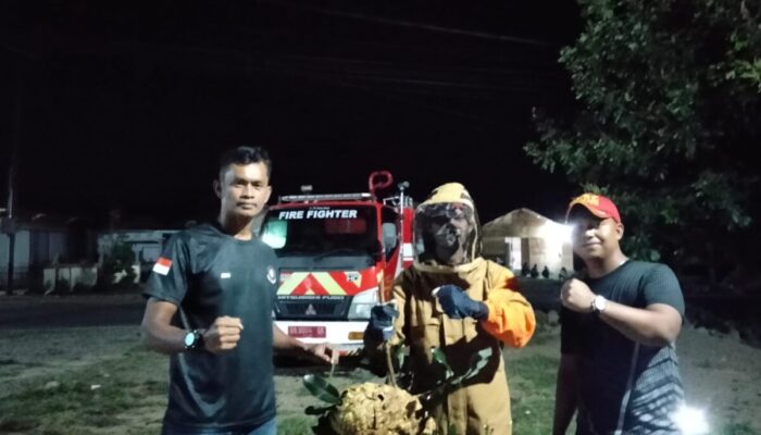 Resahkan Warga, Sarang Tawon di Tapan Dievakuasi Damkar Pesisir Selatan