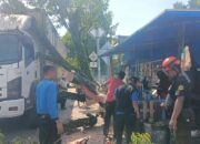 Ketika Akar Rapuh Menantang Jalan Kota, Pohon Bungo Tanjung Tumbang di Padang Selatan, Truk Selamat dari Amukan Alam