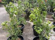 Dari Karangan Bunga ke Pohon Kehidupan, Dharmasraya Rayakan Usia ke-22 dengan Pesan Hijau Berkelanjutan