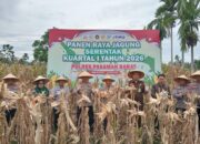 Wujudkan Swasembada Pangan 2026, Kapolres Pasbar AKBP Agung Tribawanto Pimpin Panen Raya Jagung di Bandarejo