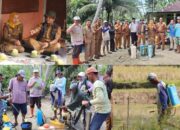 Pemko Pariaman Basmi Hama Wereng di Desa Cubadak Air